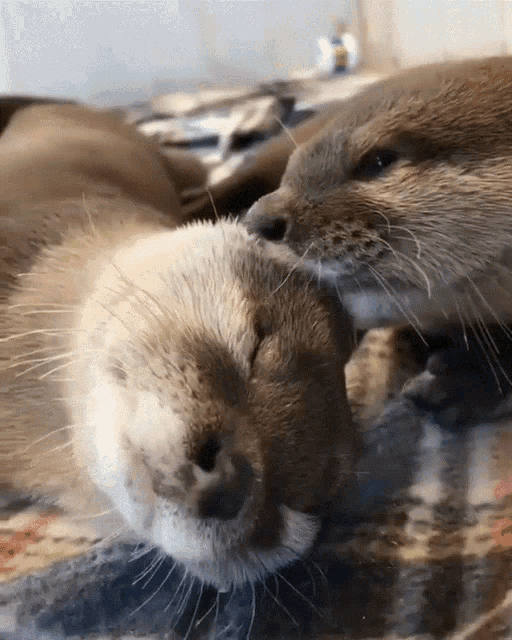 otter-otters.gif